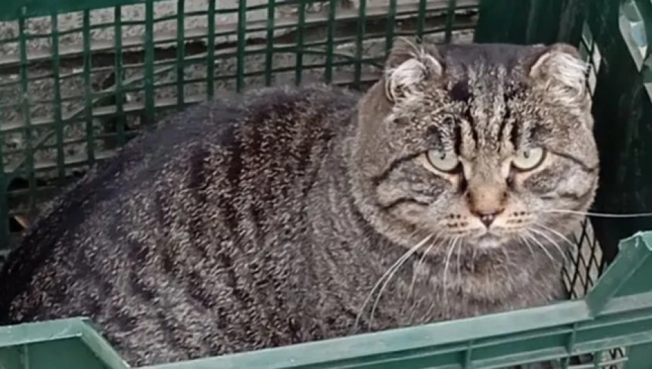 Бездомный кот