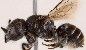 Эти насекомые получили название Megachile (Hackeriapis) lucifer
