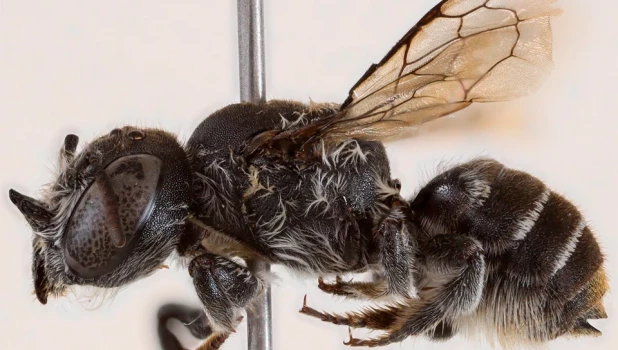 Эти насекомые получили название Megachile (Hackeriapis) lucifer
