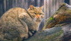 Лесные коты