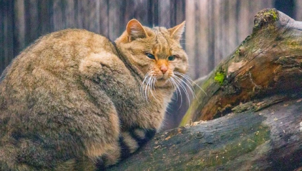 Лесные коты