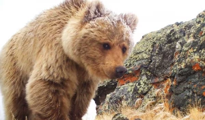 Звери Алтая 