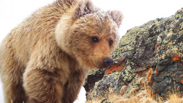 Звери Алтая 