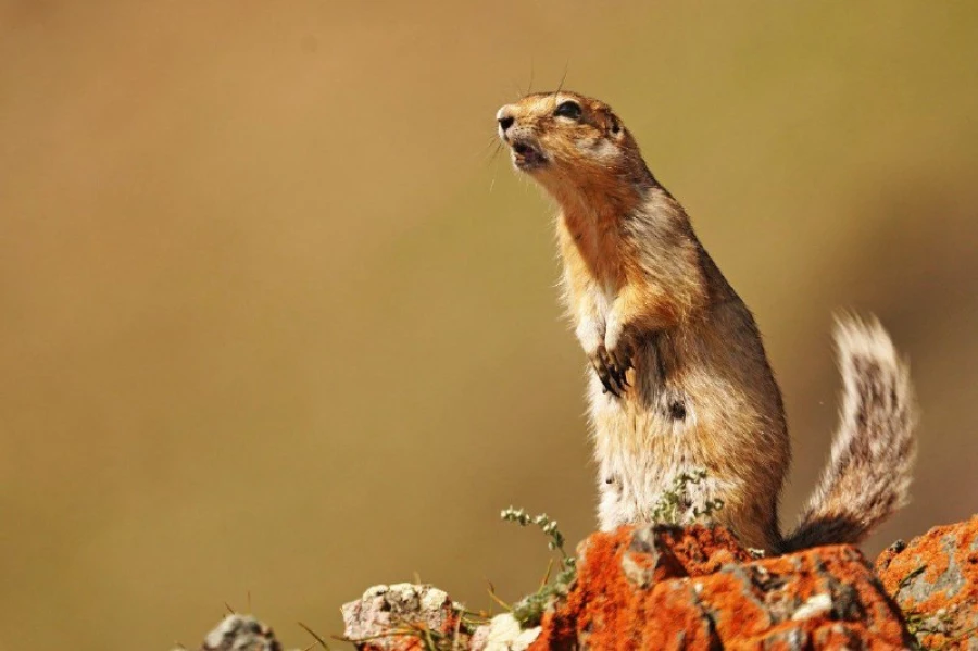 Звери Алтая 