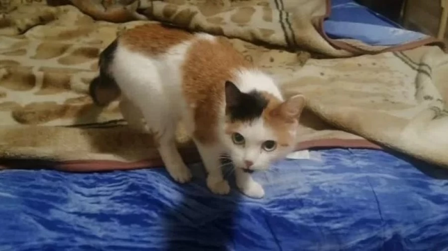 Кошка ищет дом