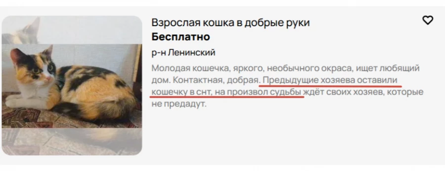 Кошку оставили в СНТ