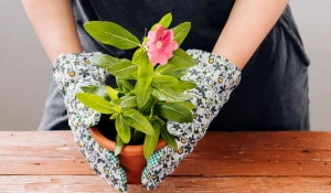 Комнатные цветы.