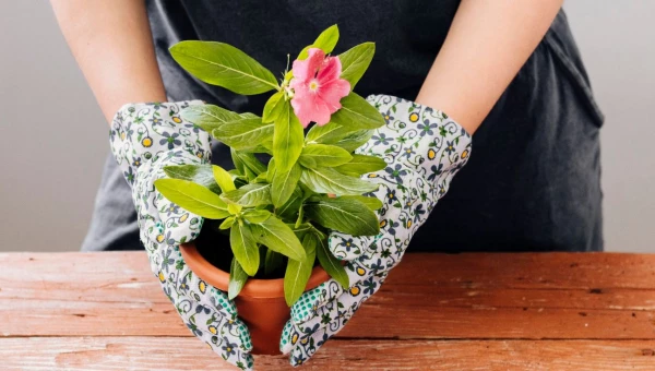 Комнатные цветы.