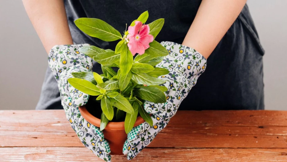 Комнатные цветы.