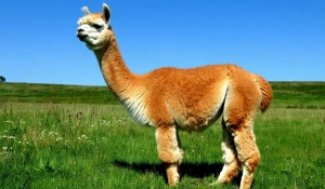 Альпака