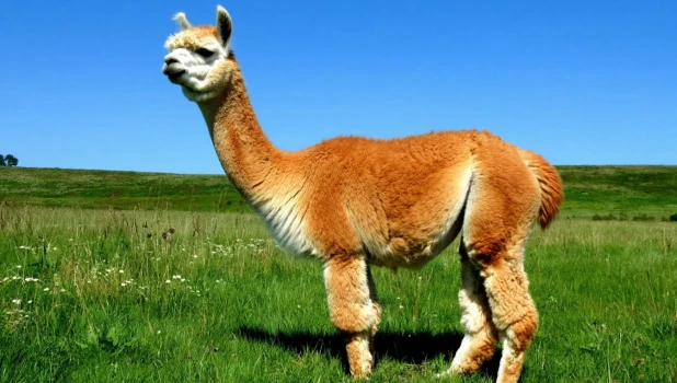 Альпака