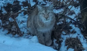 Алтайская рысь