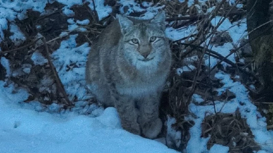 Алтайская рысь