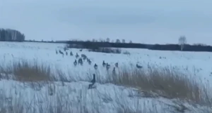 Лоси и косули заполонили сибирские трассы.