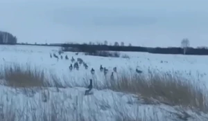 Лоси и косули заполонили сибирские трассы.