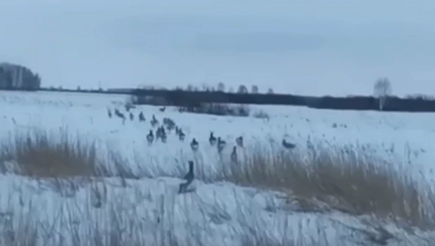 Лоси и косули заполонили сибирские трассы.