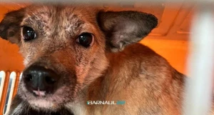 Брошенные собаки 