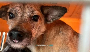 Брошенные собаки 