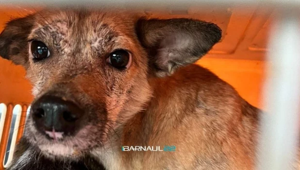 Брошенные собаки 