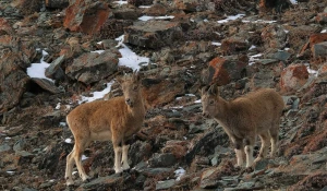 Горные козлы Алтая