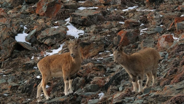 Горные козлы Алтая