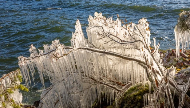 Замороженные деревья на Алтае