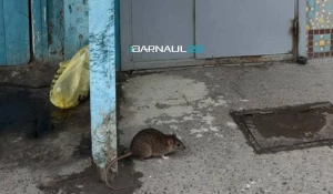 Крысы в барнаульской многоэтажке.