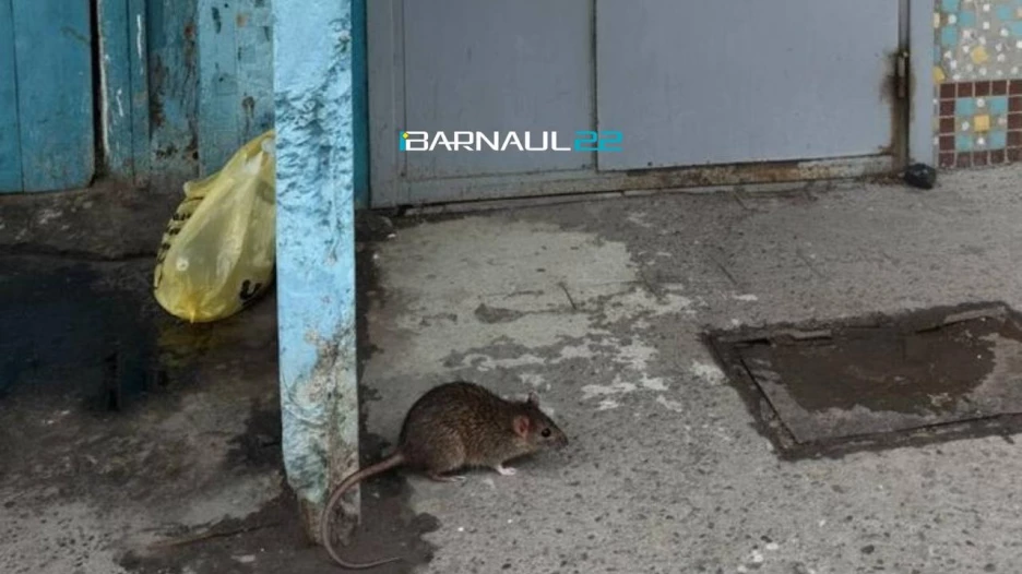 Крысы в барнаульской многоэтажке.