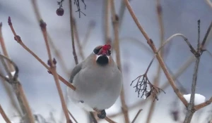 Перелетные птицы на Алтае