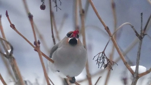 Перелетные птицы на Алтае
