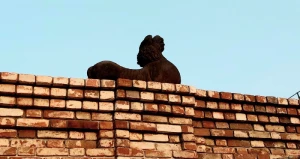 Львы дома Сухова