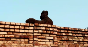 Львы дома Сухова