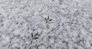 Снегопад в Барнауле