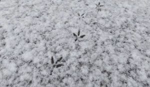 Снегопад в Барнауле