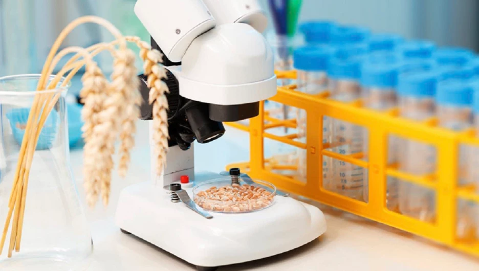 Исследование зерна