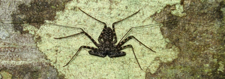 Экспедиция в Папуа – Новую Гвинею. Биология. Животные 