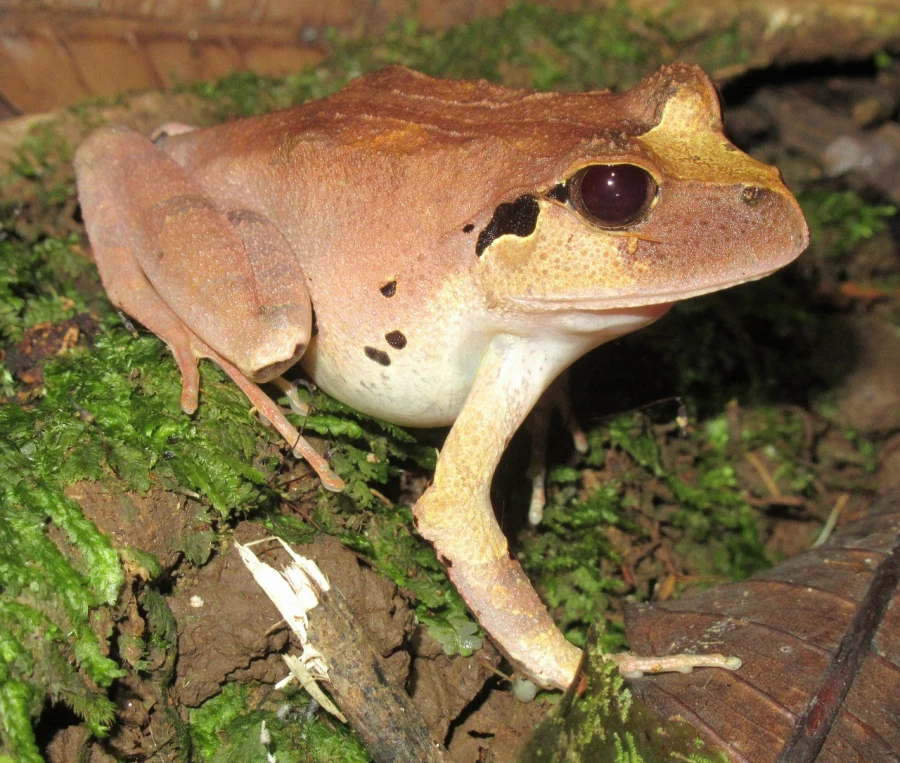 Экспедиция в Папуа – Новую Гвинею. Биология. Животные 