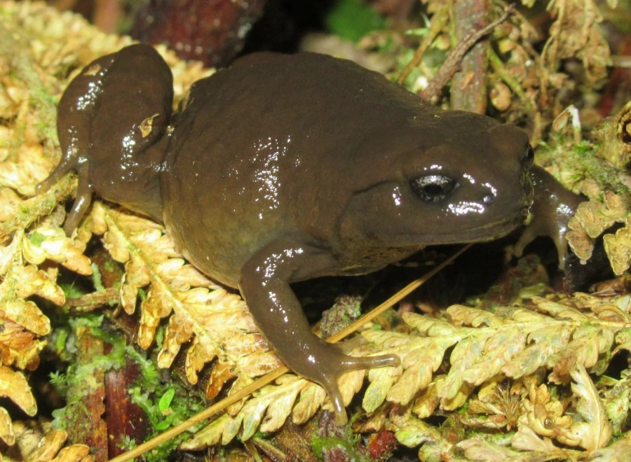 Экспедиция в Папуа – Новую Гвинею. Биология. Животные 