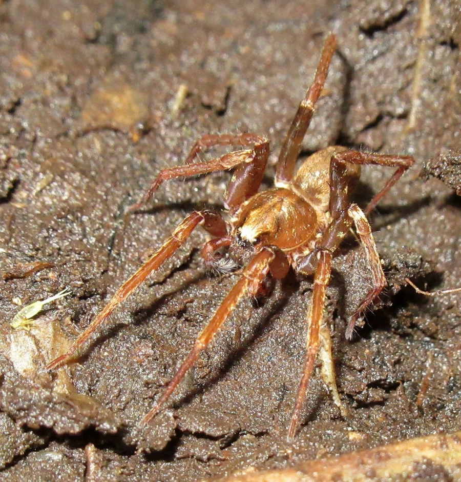 Экспедиция в Папуа – Новую Гвинею. Биология. Животные 