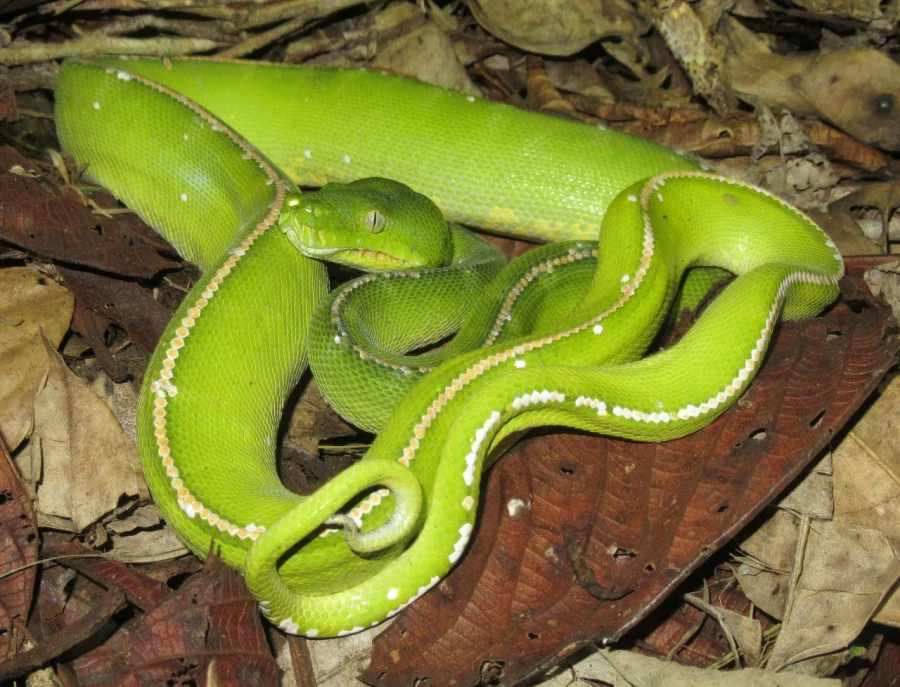 Экспедиция в Папуа – Новую Гвинею. Биология. Животные