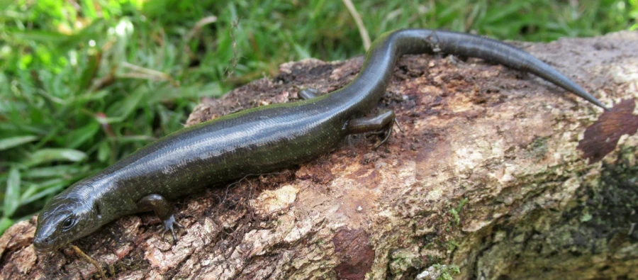 Экспедиция в Папуа – Новую Гвинею. Биология. Животные