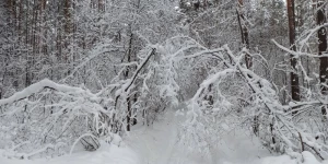 Снегопад в Новосибирской области