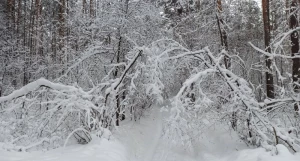 Снегопад в Новосибирской области