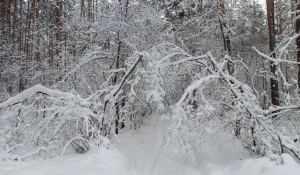 Снегопад в Новосибирской области