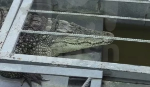 Крокодил телекомпании «Обнинск ТВ»