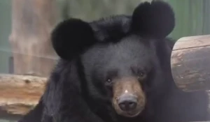 Уссурийская медведица 