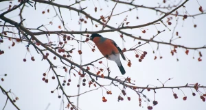 Снегири в Барнауле, ноябрь, 2025 год.