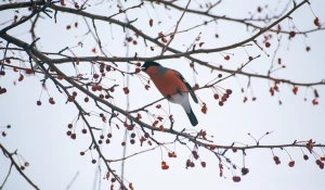 Снегири в Барнауле, ноябрь, 2025 год.