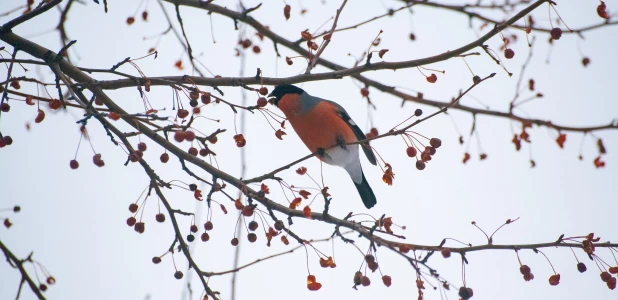 Снегири в Барнауле, ноябрь, 2025 год.