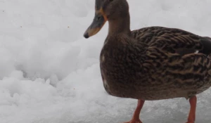 Одинокая утка в Юбилейном парке.